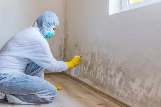 Licensed Mold Remediation service in Fulton, MD - WQB Mold Removal